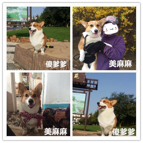 板凳麻麻和大圣粑粑