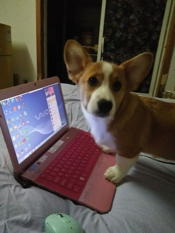 88284