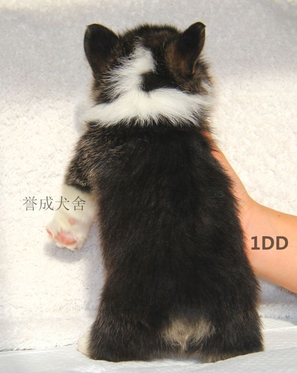 1DD (2)_看图王.jpg