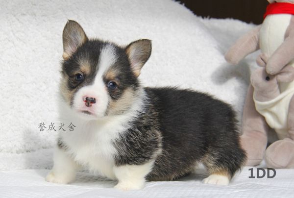 1DD (3)_看图王.jpg