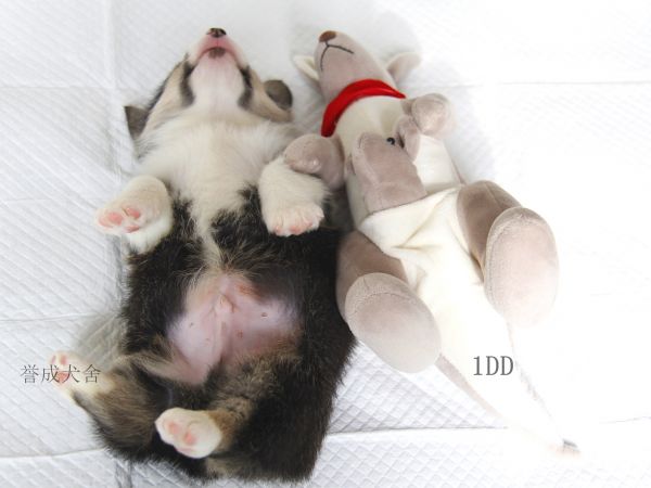 1DD (5)_看图王.jpg