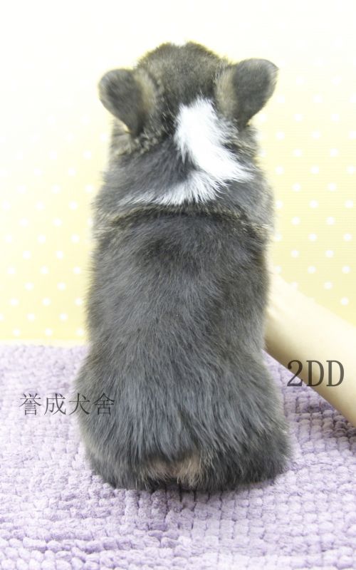 2DD (1)_看图王.jpg