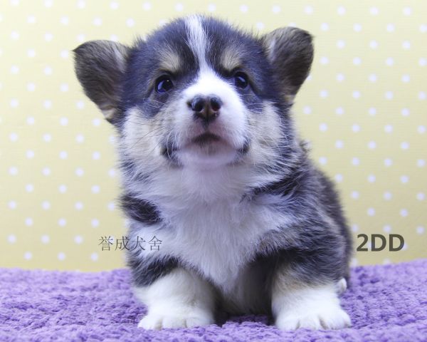 2DD (3)_看图王.jpg