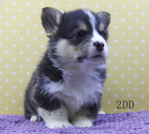 2DD (4)_看图王.jpg