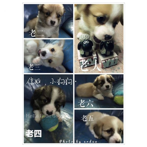 全部集体照