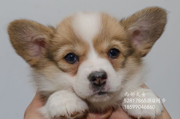 DSC_5663_副本_副本.jpg