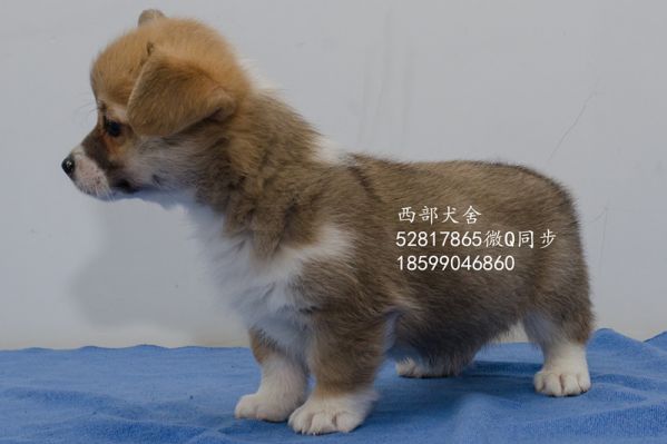 DSC_5604_副本_副本.jpg