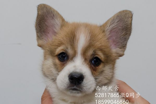 DSC_5623_副本_副本.jpg
