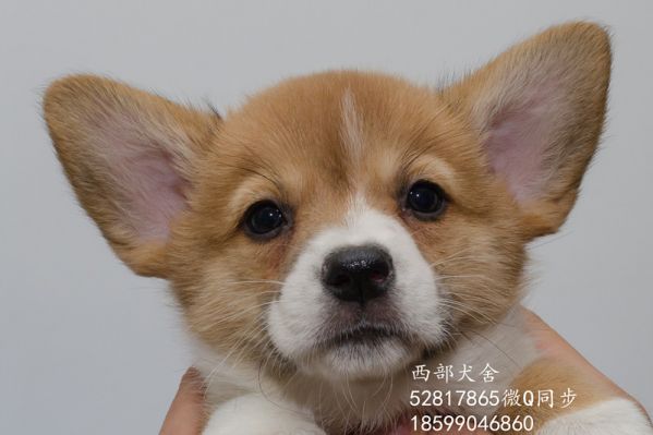 DSC_5633_副本_副本.jpg