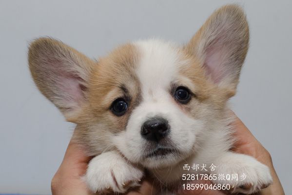 DSC_5650_副本_副本.jpg
