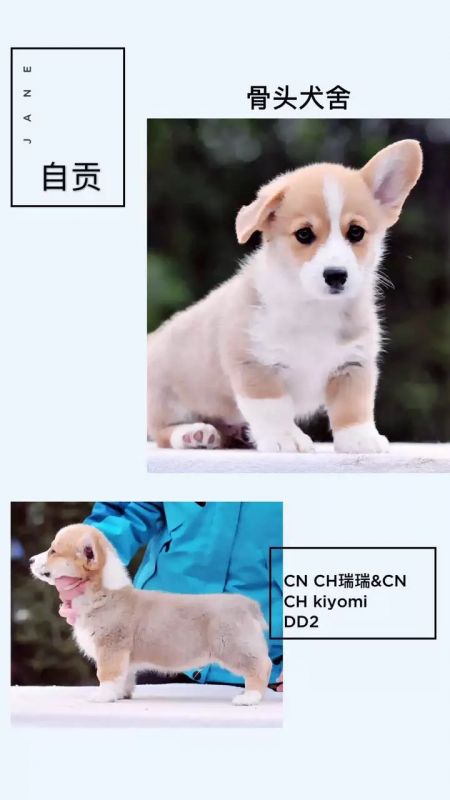 公