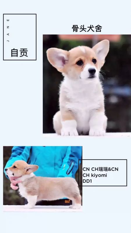 公