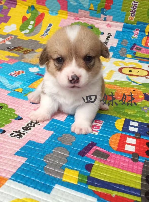 四妹妹