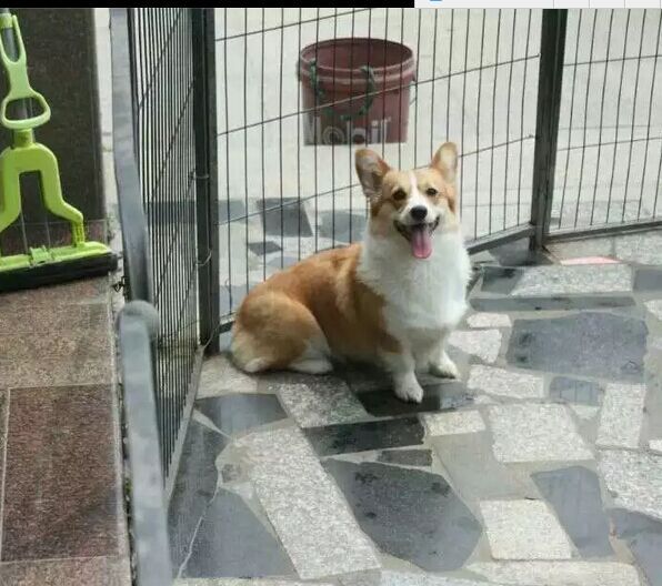 母犬1.jpg