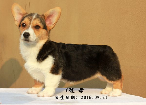 6号母-1.JPG
