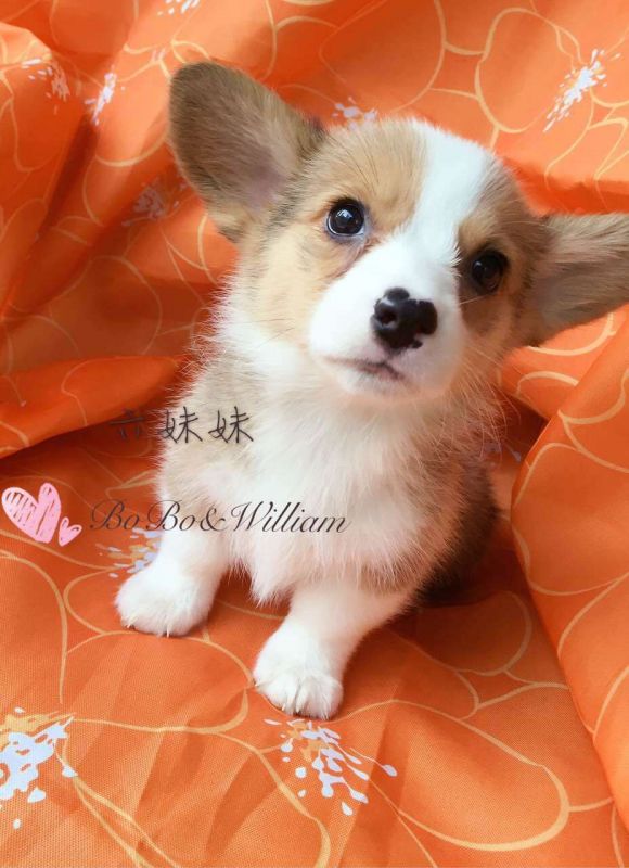 六妹妹1.jpg