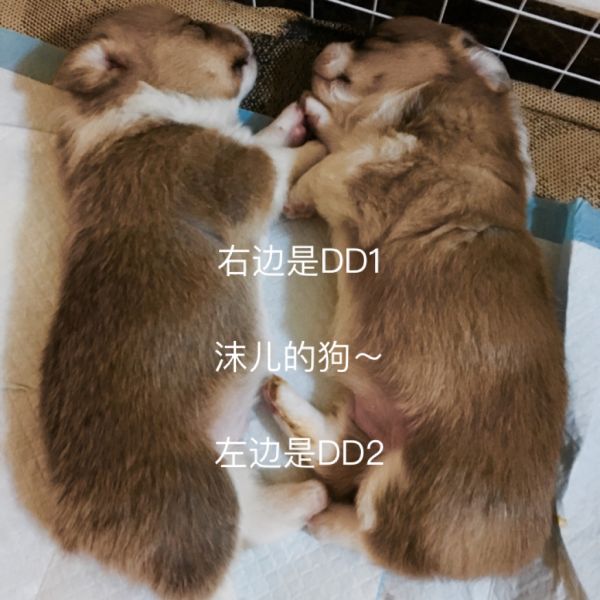 两周大的时候