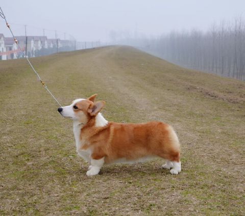 世界登陆冠军梅林直子