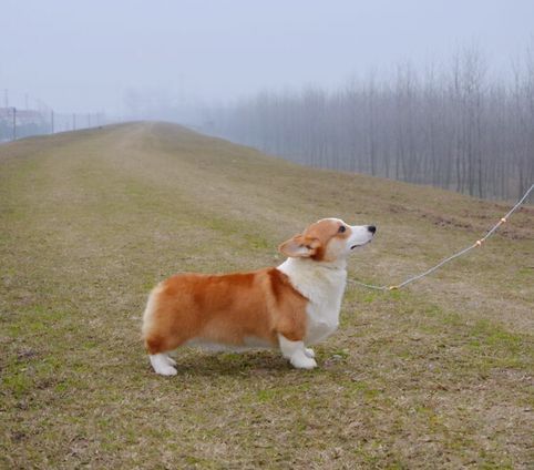 世界登陆冠军梅林直子