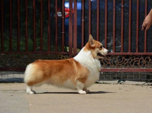 世界登陆冠军梅林