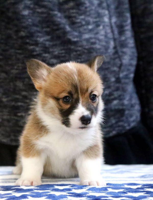 3MM（细鼻线通围脖）