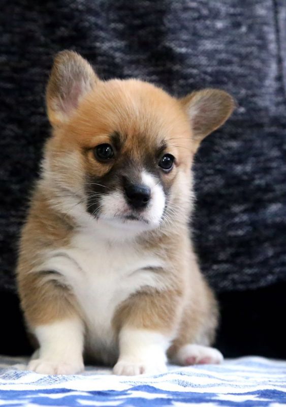 2MM（围脖差点全通）