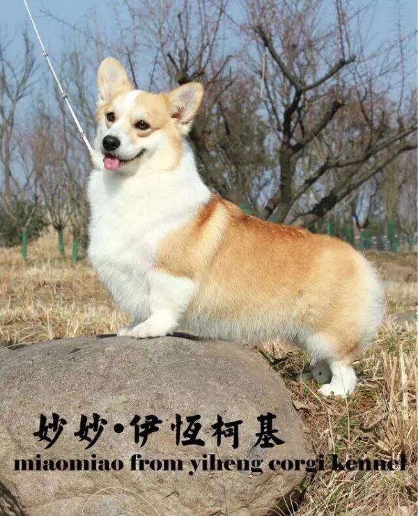 miaomiao1.jpg