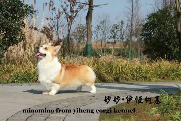 miaomiao2.jpg