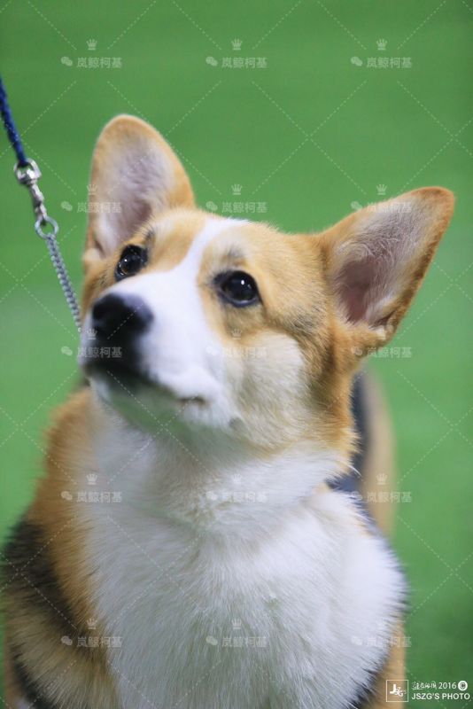 image.jpeg