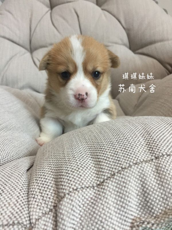 琪琪妹妹.jpg
