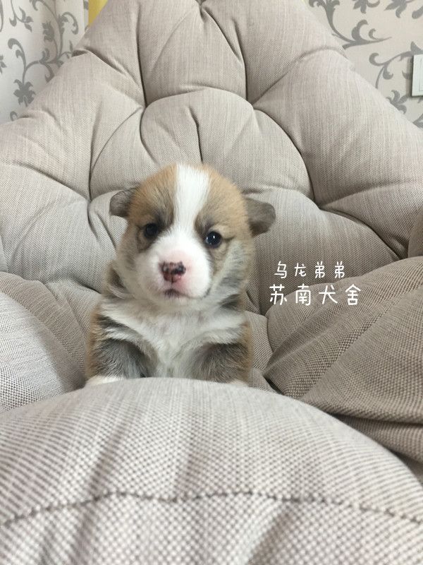 乌龙弟弟.jpg