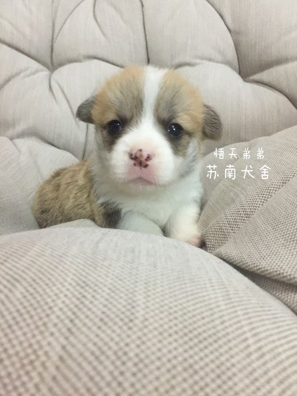 悟天弟弟.jpg