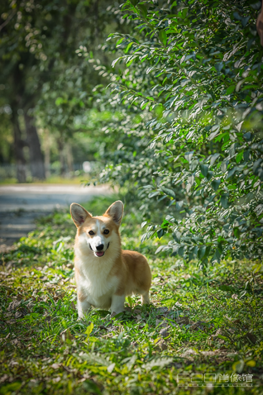 普京3.png