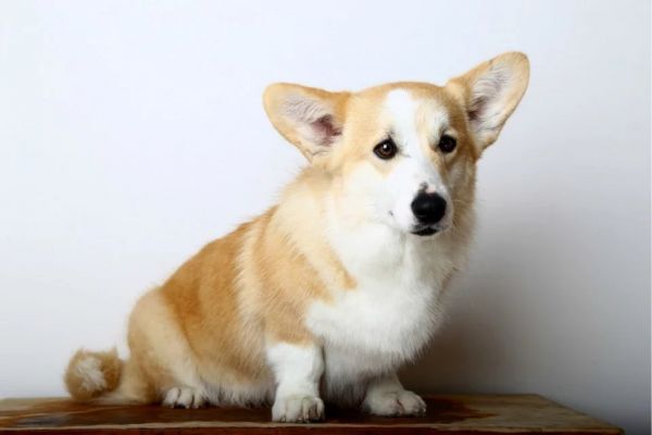 004528jevuplu4beylr96q.jpg.thumb.jpg
