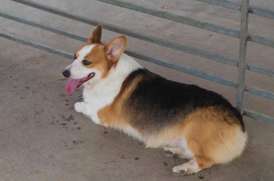 调整大小 公.png