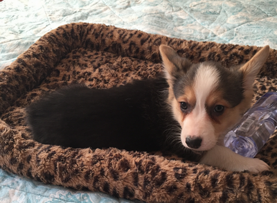 调整大小 三色公.png