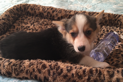 调整大小 三色公1.png