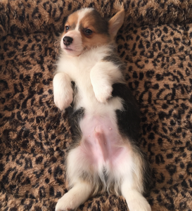 调整大小 三色公2.png