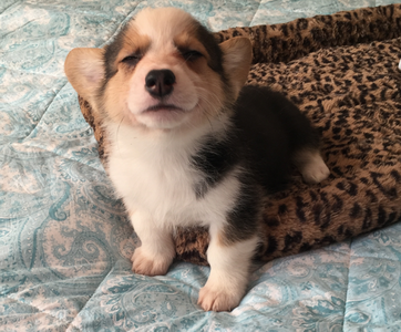 调整大小 三色公3.png