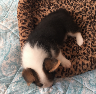 调整大小 三色公4.png