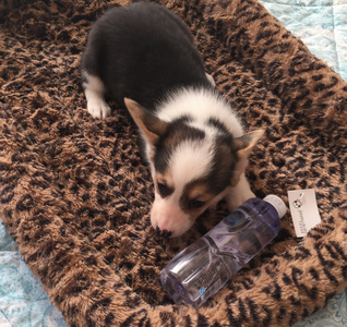 调整大小 三色母.png