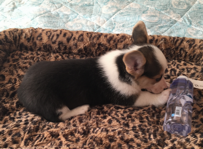 调整大小 三色母1.png