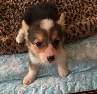 调整大小 三色母2.png