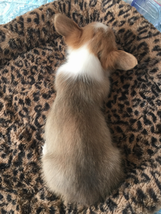 调整大小 双色母.png