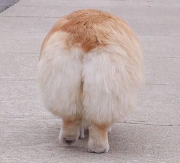 大屁股 
