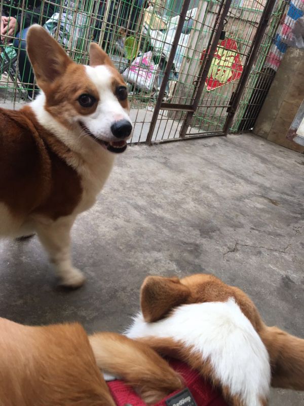 狗爸爸