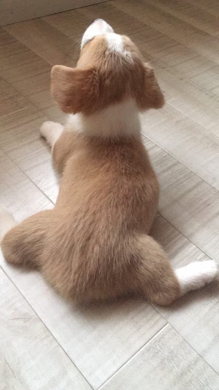 双色母3