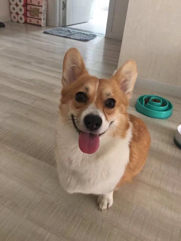 狗妈妈