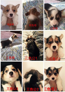 调整大小 全.png