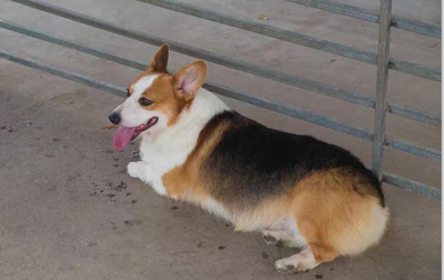 狗爸爸